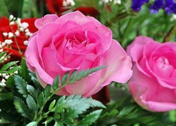 الحسناء والورد