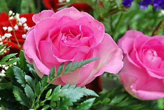 الحسناء والورد