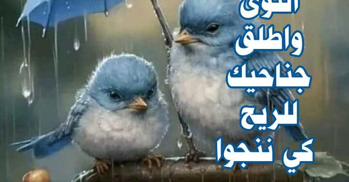 صَقَيعُ النَّوَى. …