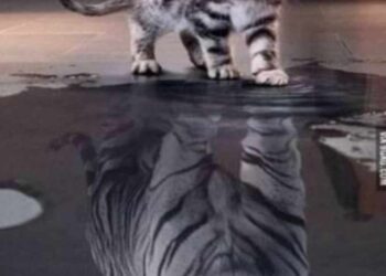 ………   القــط المتنمر. ………