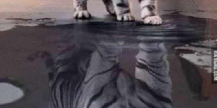 ……… القــط المتنمر. ………