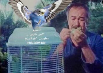 أنا والعصفور …