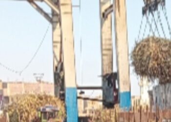  انخفاض زراعة القصب كارثه وينذر بالخطر نحو شركة السكر