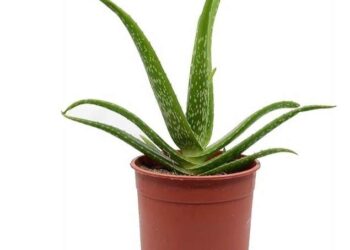 يا زهرة الصبار