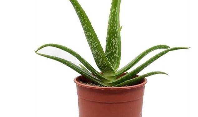 يا زهرة الصبار