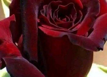 بنا الحبُّ عيدا