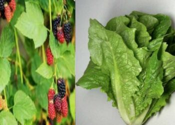 ورقة خس وورقة توت