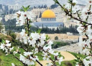 ربيع بلا زهور …