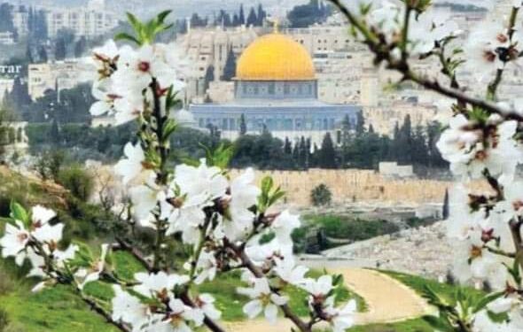 ربيع بلا زهور …