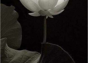 اهازيج الصمت الباكي …