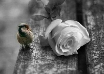 رغم الفراق قلبي يشتاق …