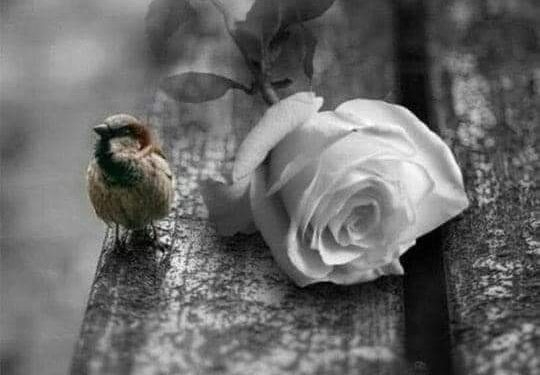 رغم الفراق قلبي يشتاق …