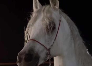 لست انا ، من تَنحني