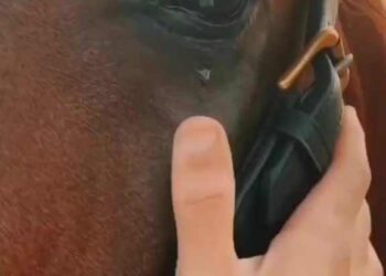 لله قلوب العذارى …