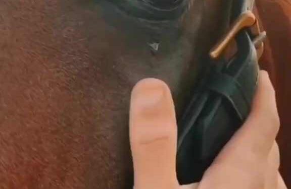 لله قلوب العذارى …