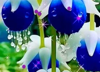 جنون الشوق …