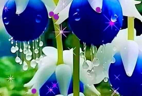 جنون الشوق …