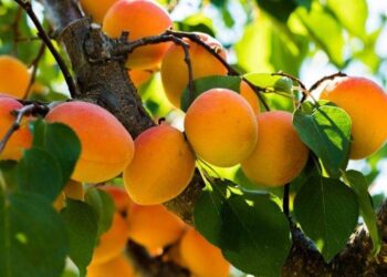 فوائد خارقة ” المشمش ” مش هتبطلي تاكليه بعد كده !