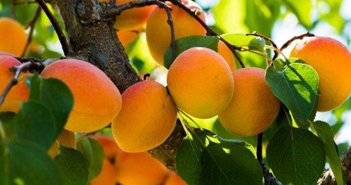 فوائد خارقة ” المشمش ” مش هتبطلي تاكليه بعد كده !