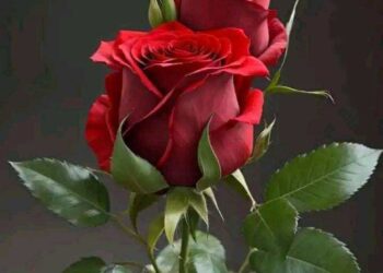 مسالك المحبين ..