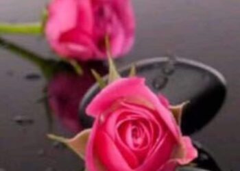 ورد و شوك …