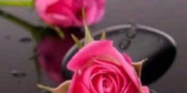 ورد و شوك …