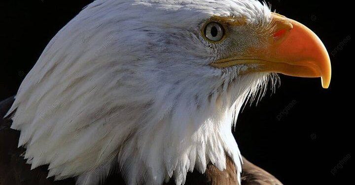 أبلــــــه