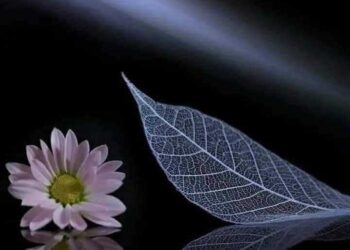 رقصة فوق الماء …