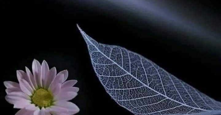 رقصة فوق الماء …