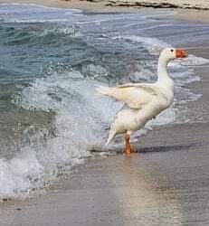 بحر الهوى،،،،،،