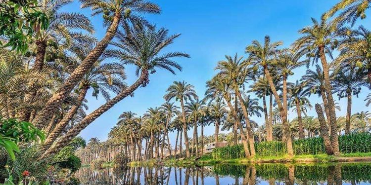 جَبينُ النُّور …