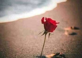 تبرز العديد من المواهب الصاعدة في مجتمعنا العربي المتفرع ، ونفاجيء بها يوم بعد يوم ،ويرجع ذلك لأولئك القادة المتميزون ، المهتمين بظهور هؤلاء النشيء الجديد ،فواجب علينا الإشادة بجهودهم البناءة في الدعم الراقي منهم ،فلولا أولئك الصفوة المجتمعية المهتمة بالعلم والمعرفة ماظهرت تلك الأجيال المبدعة ،فهذه رسالة شكر لكل صاحب منصب عظيم أو قائد نصبه الله علي مصلحة العباد ،فوفى أداء مهمته حق الوفاء ،شكرا من القلب فلولا خطاكم العظيمة التي نسير عليها مابلغنا هدفنا ووصلنا لنور العلم وزيادة المعرفة.