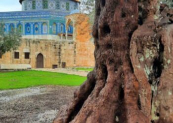 دمارك ذلنا بقلم حياة زايدي