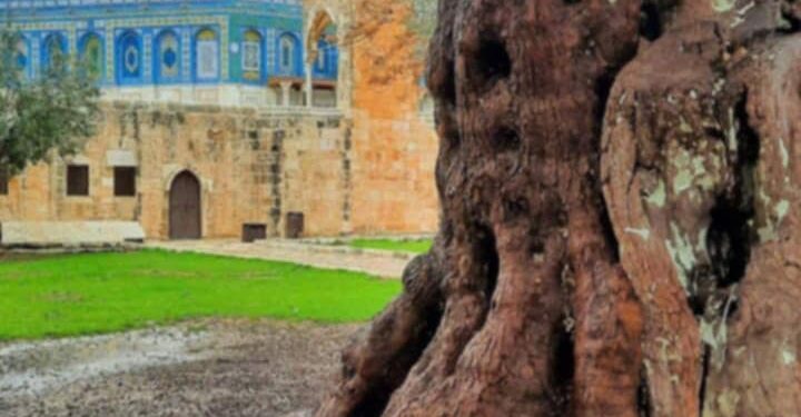 دمارك ذلنا بقلم حياة زايدي