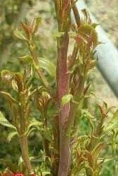 “القات” الشجرة المباركة المقدسة