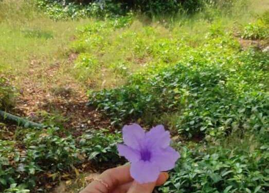 أنثى ريفيّة