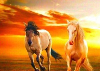 لا تذرني هائما