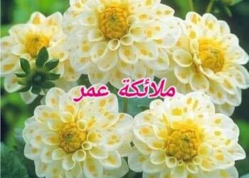 متيم مجنون …