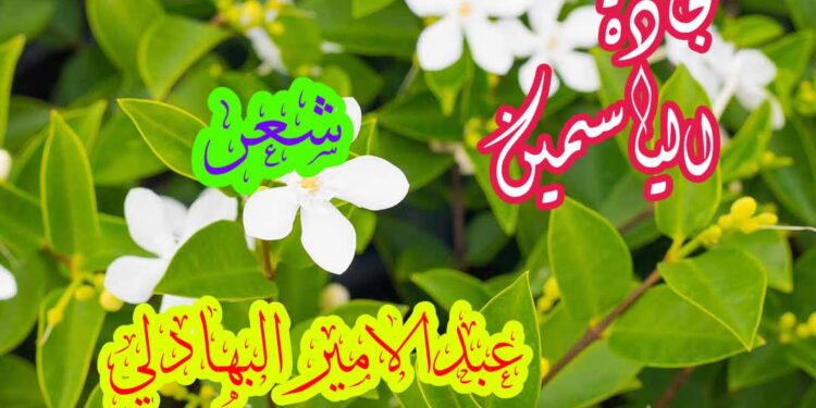 سجادة الياسمين …