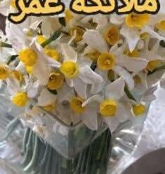 مزهرية النرجس …