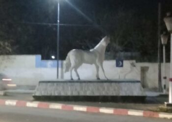 رسالة إلى  عين البيضاء