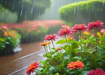 مع زخَّات المطر