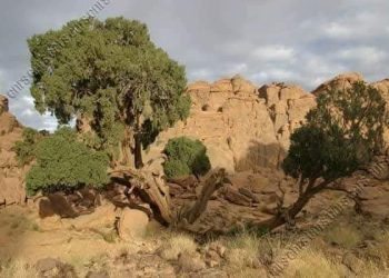 سَرْوُ الطاسيلي.. كنزٌ نباتيٌّ مهدَّدٌ بالاندثار في قلب الصّحراء الجزائريَّة