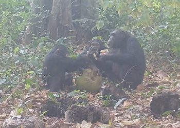 لأول مرة في العالم.. شمبانزي بري يتشارك فاكهة مخمّرة في طقس اجتماعي لافت