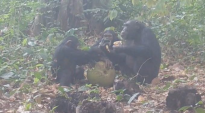 لأول مرة في العالم.. شمبانزي بري يتشارك فاكهة مخمّرة في طقس اجتماعي لافت