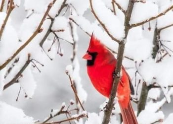 يقتلنا العراء…