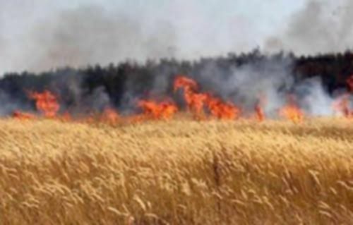 احتراق محصول القمح بقطعة أرض بسبب عقب سيجاره فى دار السلام سوهاج