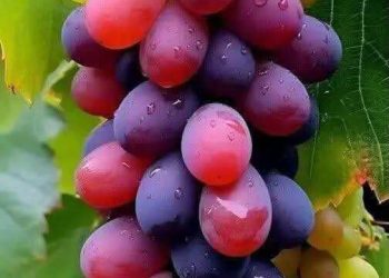 عنقود الحنين …