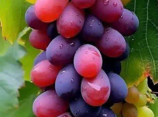 عنقود الحنين …