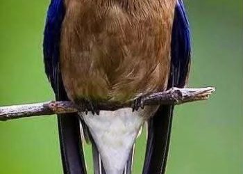 محمد عبدالعزيز سيد يكتب الصّمت في حرم الجمال جمال”